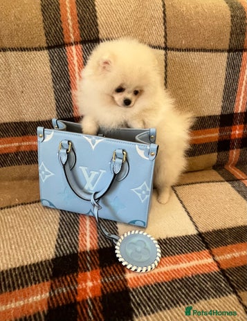 Pomeranian dogs - Advert 6