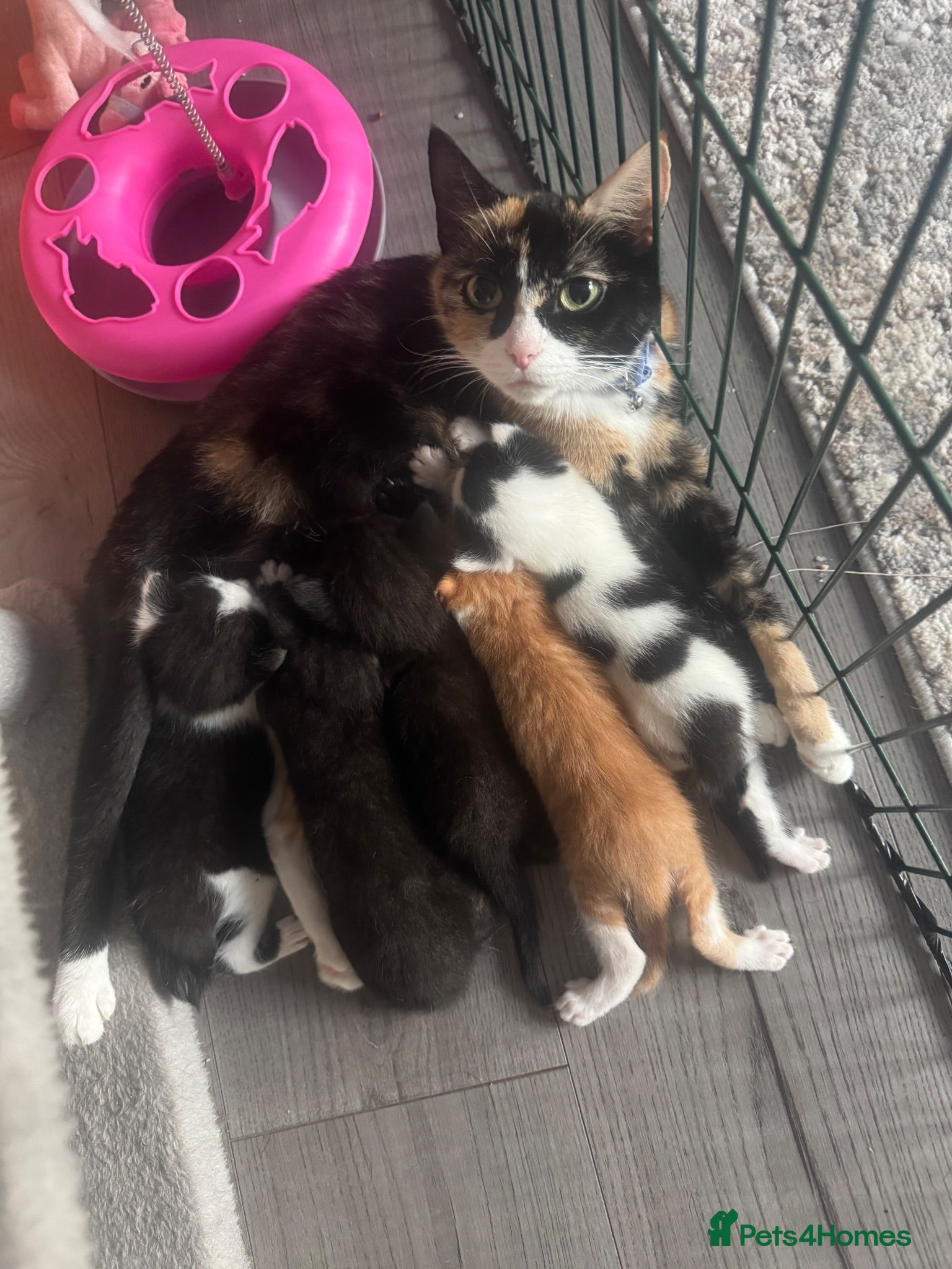 Domestic Shorthair cats 5 kittens available for their forever home 🩷💙 - Advert 3