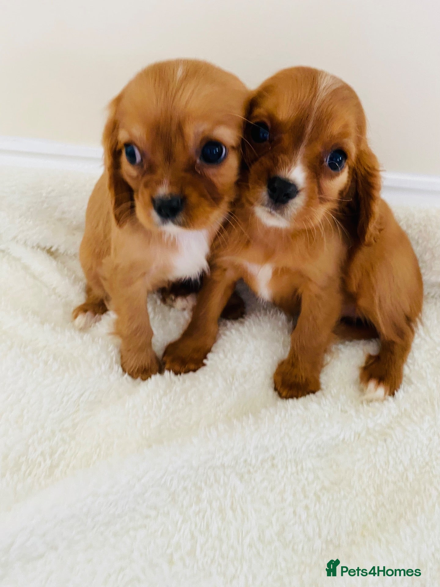 Cockalier dogs Cockalier puppy’s  - Advert 2