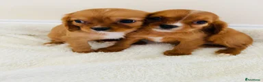 Cockalier 7