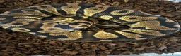 Python Snake reptiles for sale: Female Pastel Gravel Proven breeder - Advert 2