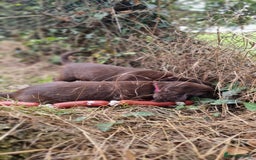 Cocker Spaniel dogs for sale: KC registered cocker spaniels - Image 32