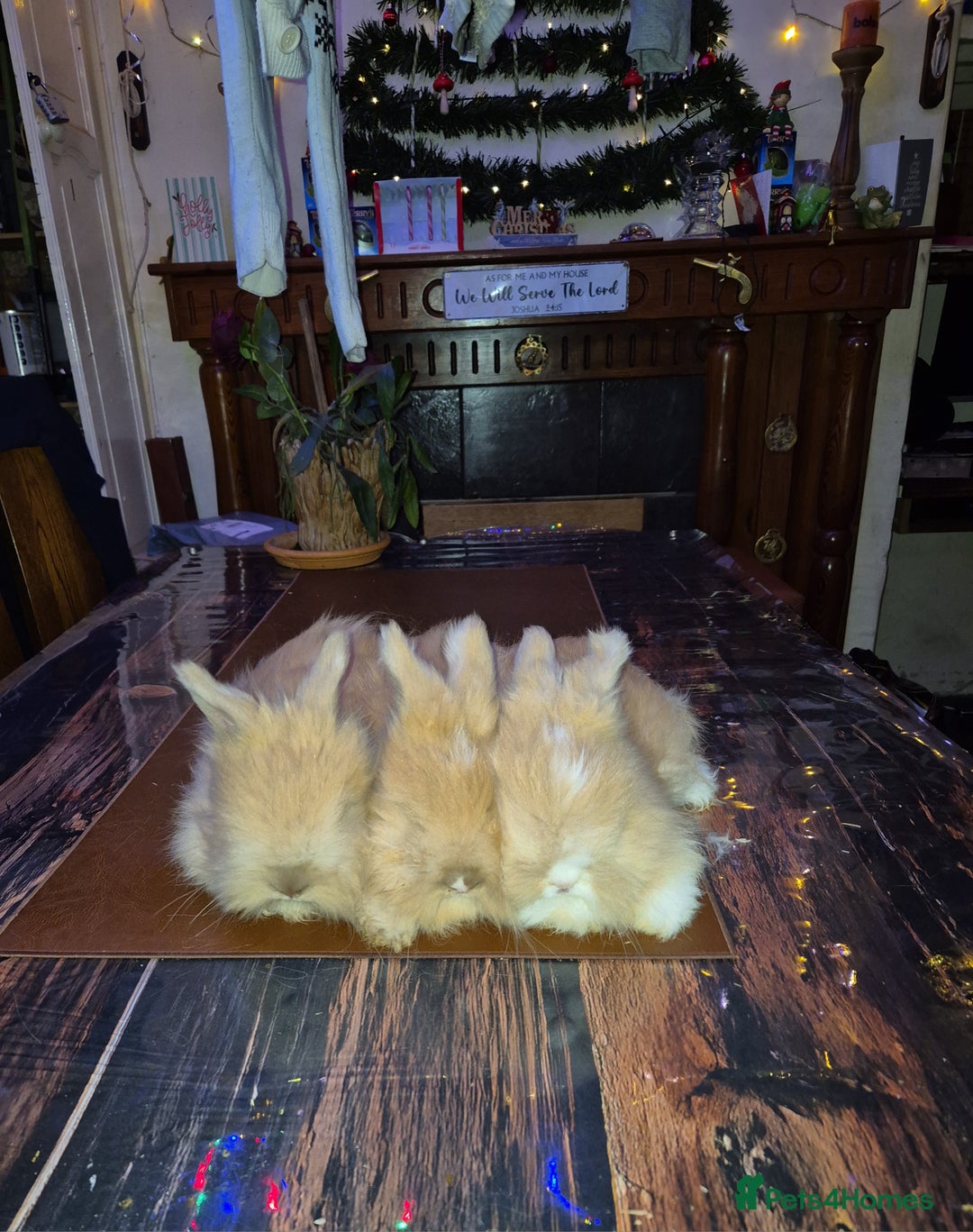 Angora rabbits for sale: Gorgeous Angora Rabbits, Pure Bred Full Faced. - Advert 20