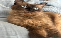 Perdoll cats for sale: Luxury Perdoll Kittens Available To Reserve  - Image 11