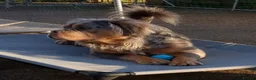 Olde English Bulldogge dogs for sale: Olde English bulldogge  - Advert 25