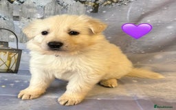 German Shepherd dogs for sale: KC White & Black&Tan German Shepherd Females!👀🏡 - Advert 1