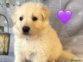 German Shepherd dogs KC White & Black&Tan German Shepherd Females!👀🏡 - Advert 3