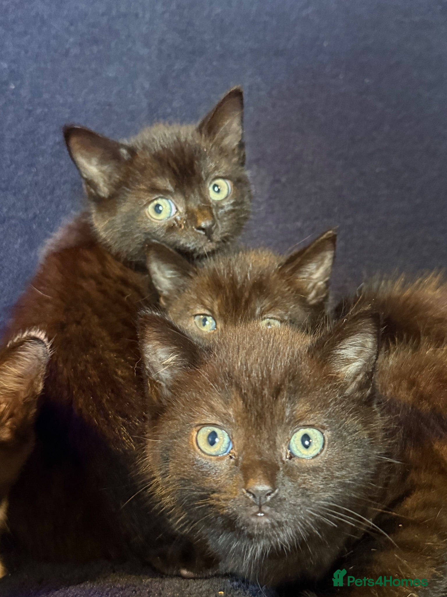 Mixed Breed cats Beautiful Black and White Kittens - Advert 2