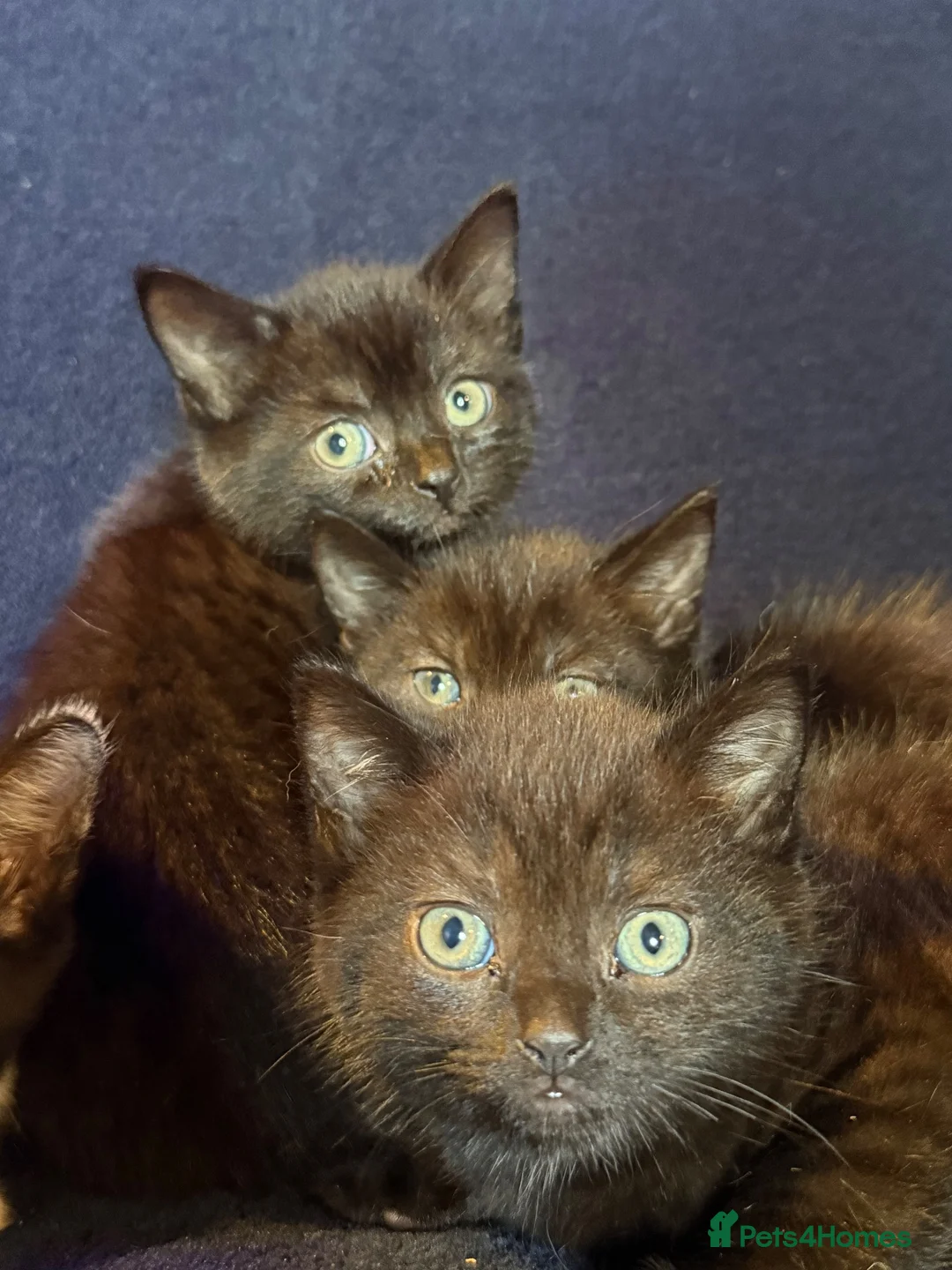 Mixed Breed cats for sale: Beautiful Black and White Kittens - Advert 2