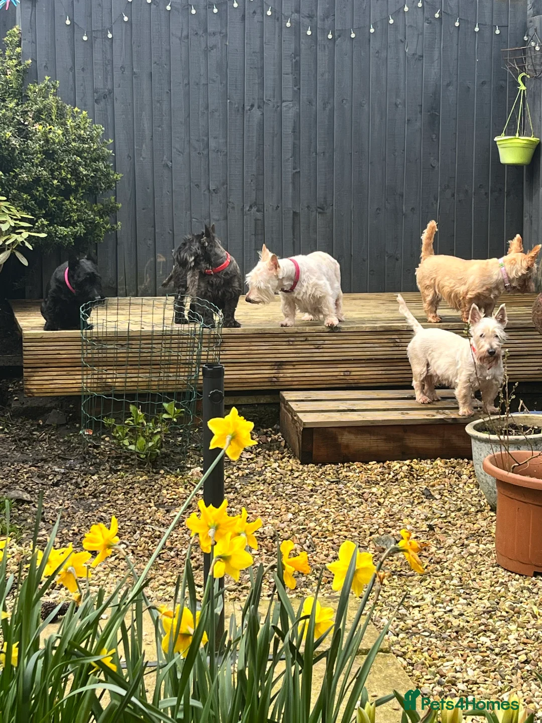 Gallery Image {{count}}