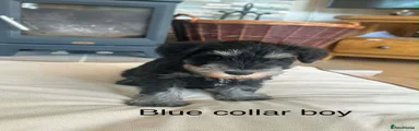Miniature Schnauzer 1
