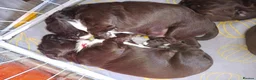 Sprocker dogs for sale: Sproker spaniel pups  - Advert 6