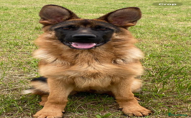 German Shepherd dogs - Advert 2