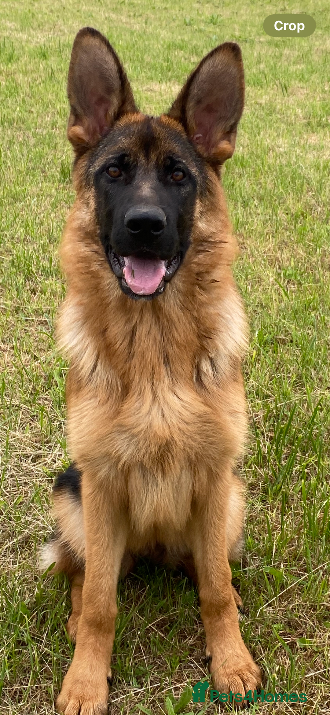 German Shepherd dogs for sale: Stunning 5 month Female - Image 1