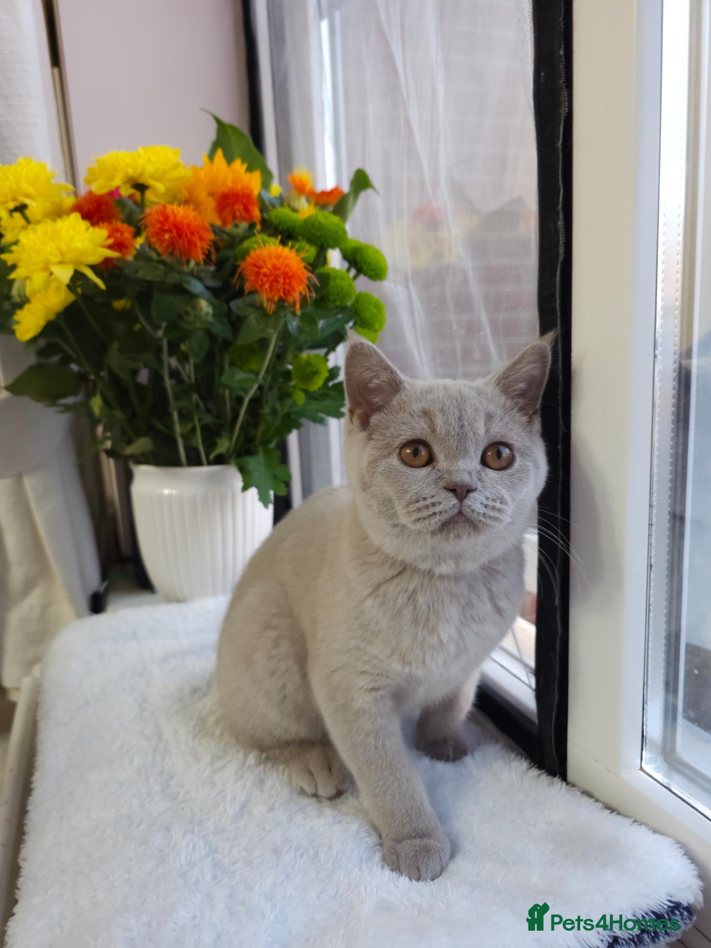 British Shorthair cats 💜 Lilac British Shorthair Kittens 💜 - Advert 17