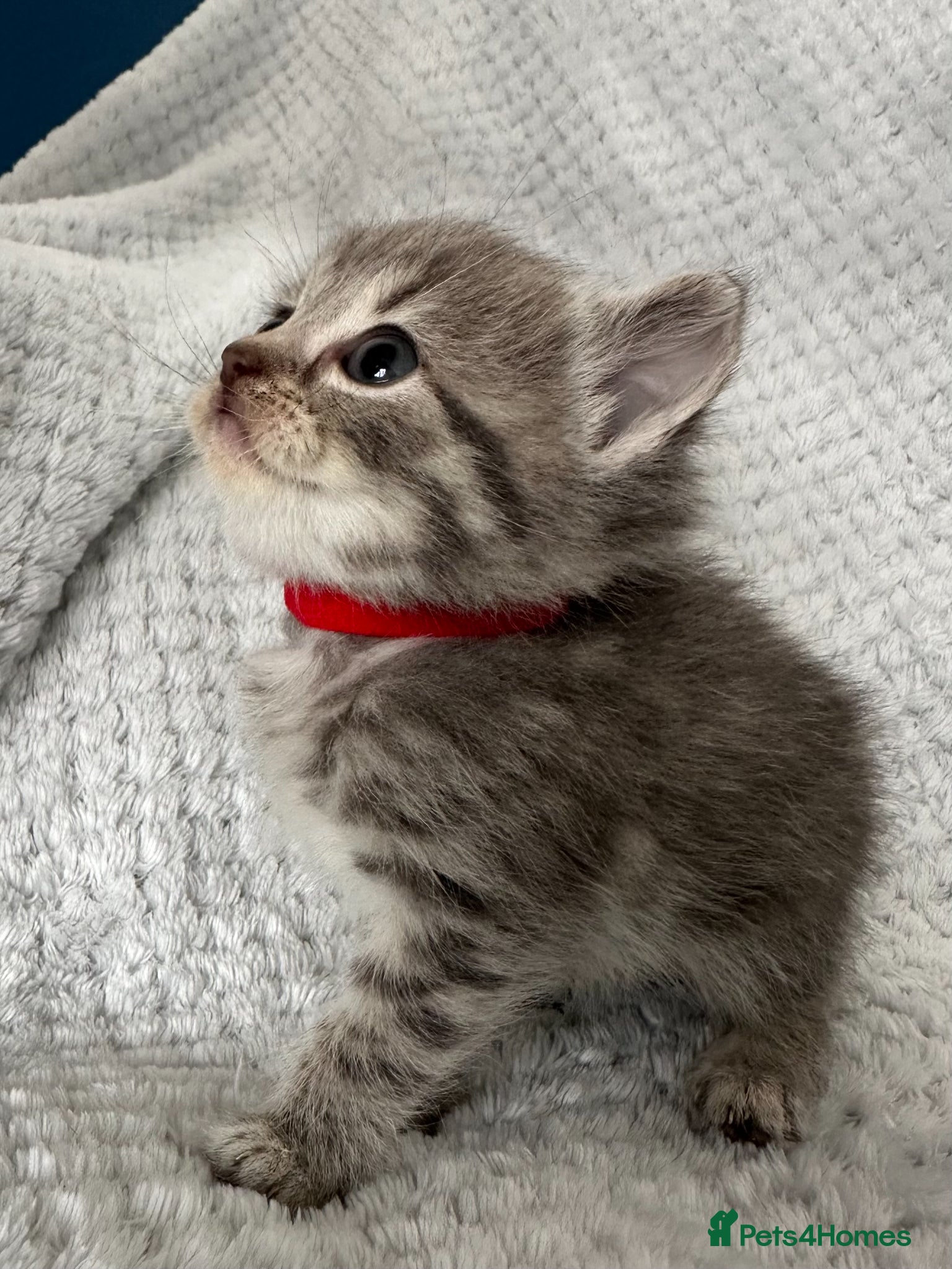 British Shorthair cats BSH Grey Stripe and White Colourpoint - Advert 2