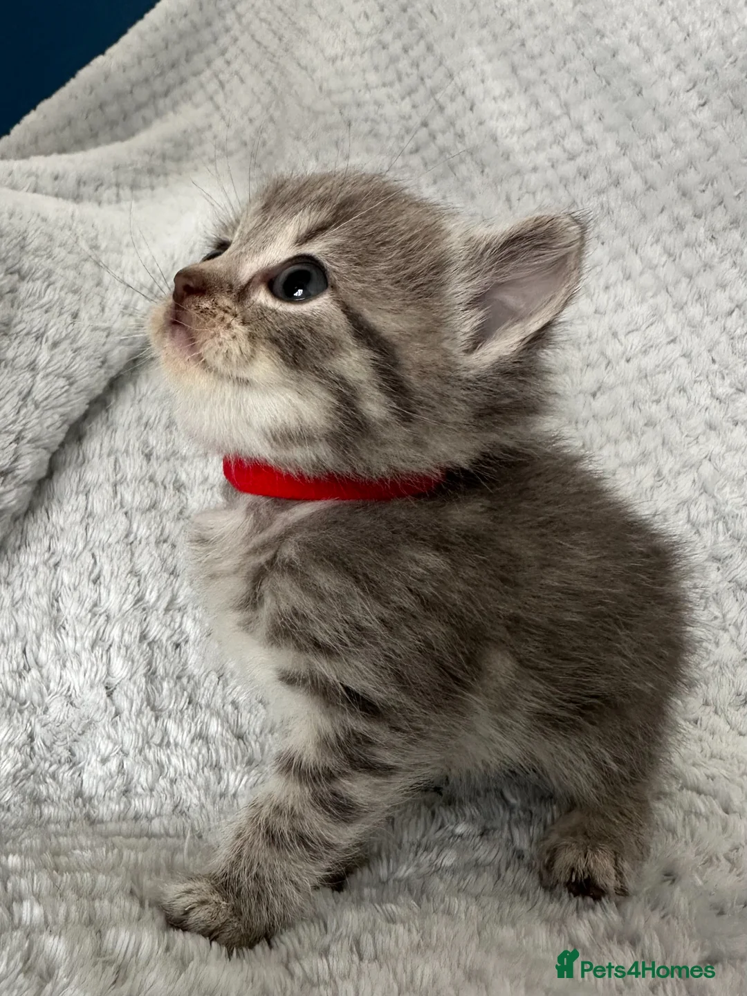 British Shorthair cats for sale: BSH Grey Stripe and White Colourpoint - Advert 2