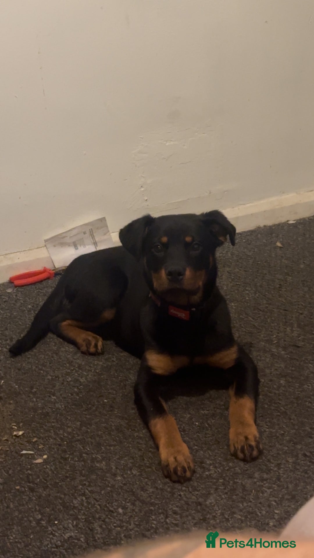 Rottweiler dogs for sale: Nala the rotty - Advert 2