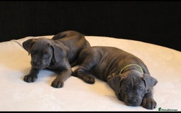 Cane Corso dogs for sale: BEAUTIFUL BLUE CANE CORSO GIRLS - Image 11