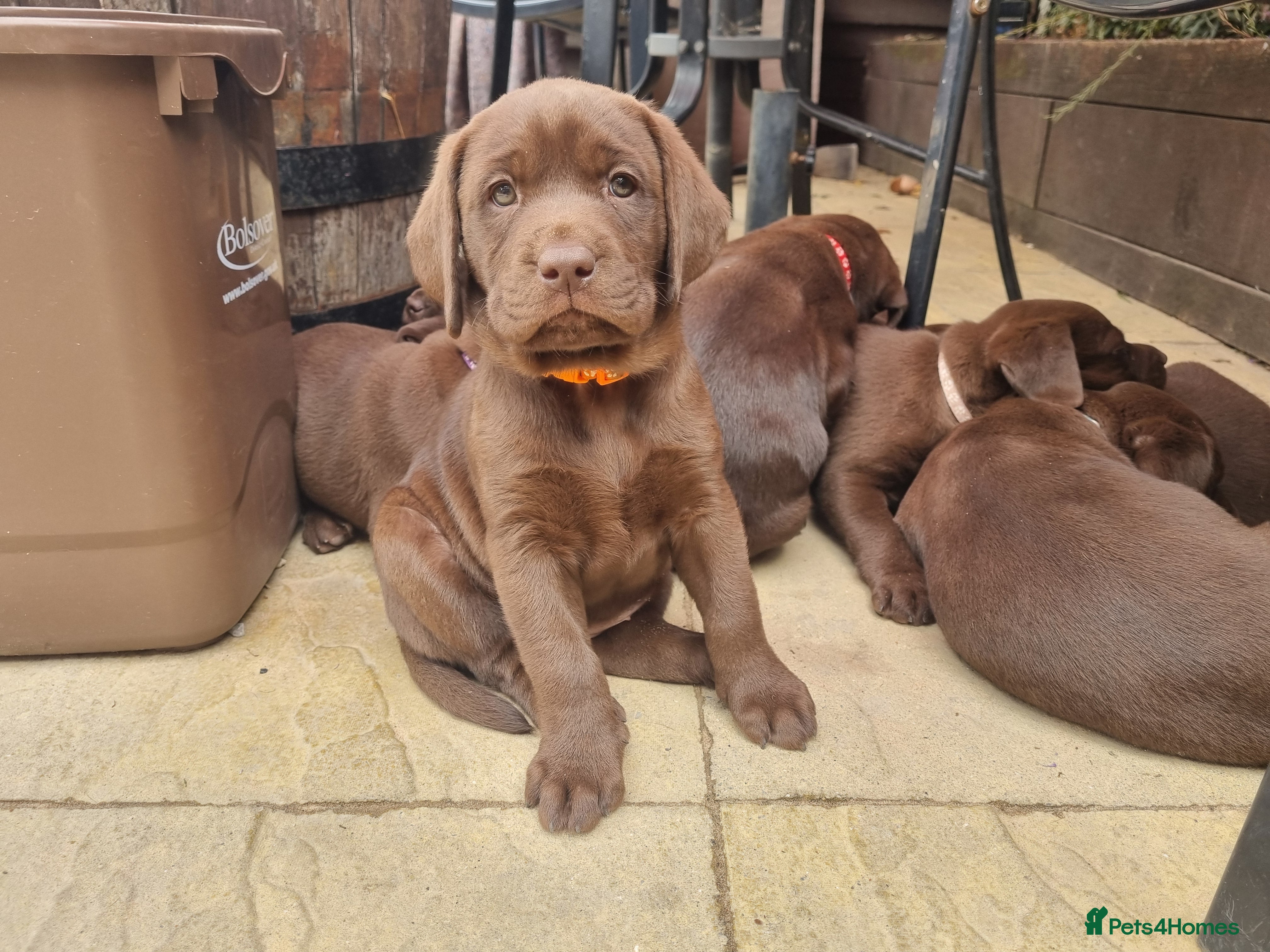Labrador Retriever dogs Lillie's chocolate baby girls 🤎🐾 - Advert 8