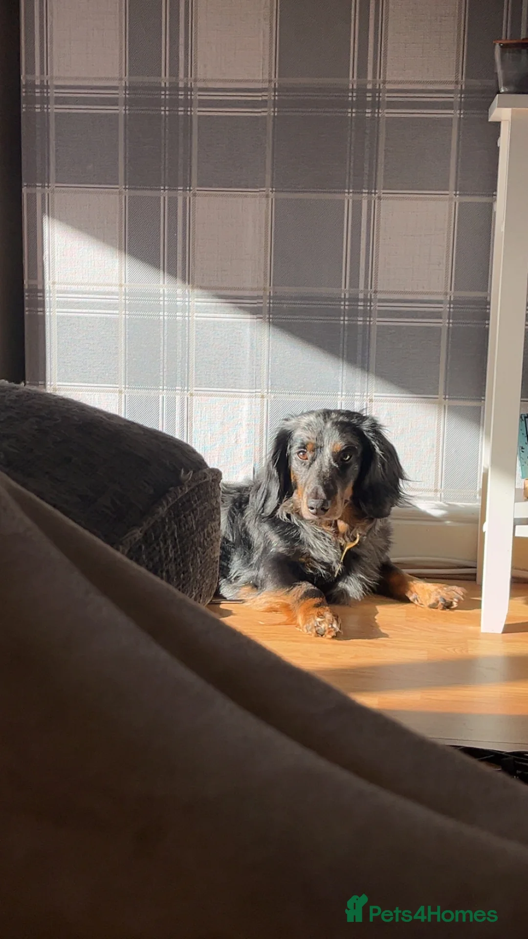 Dachshund dogs for sale: Long haired dachshund male - Rolo - Advert 8