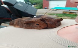 Guinea Pig rodents for sale: 4 boys - Image 4