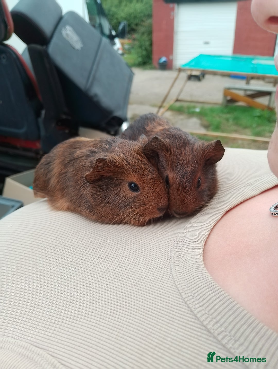 Guinea Pig rodents for sale: 4 boys - Image 4
