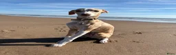 Italian Greyhound dogs for sale: Cream /fawn Italian greyhound boy - Advert 10
