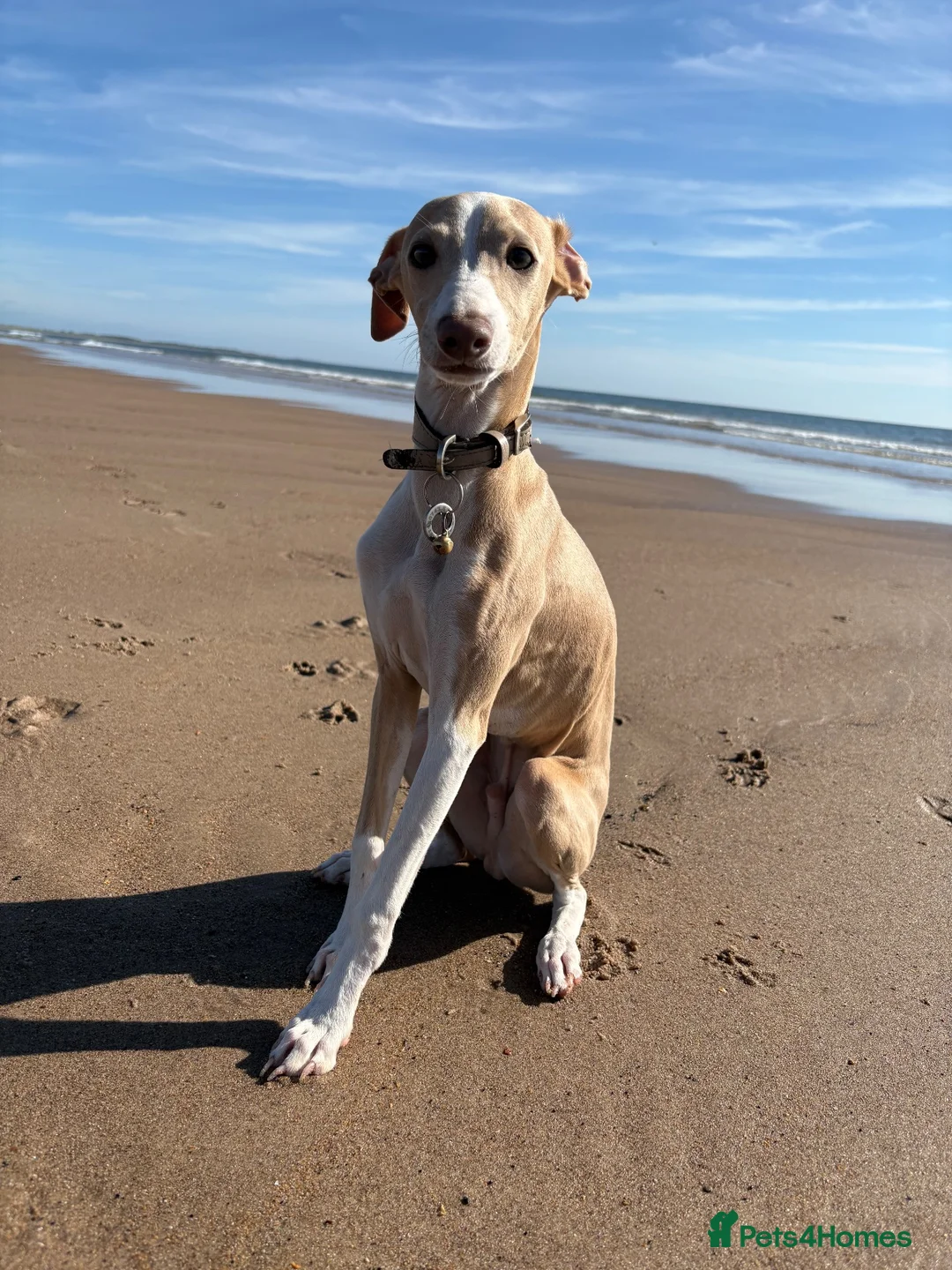 Italian Greyhound dogs for sale: Cream /fawn Italian greyhound boy - Advert 10