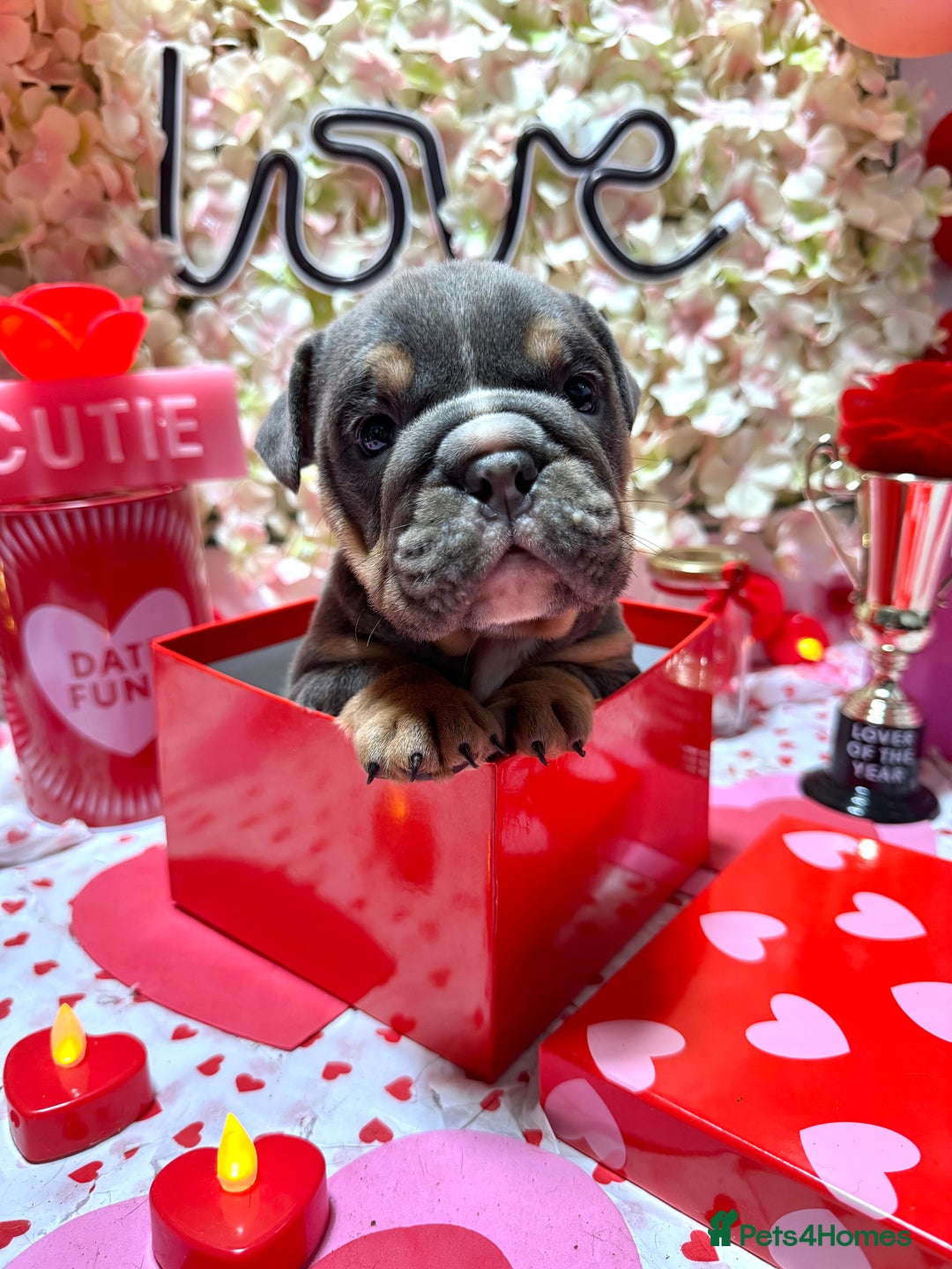 English Bulldog dogs for sale: Elite KC Registered English Bulldog Puppies - Advert 2