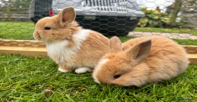 Mini Lop rabbits - Advert 15