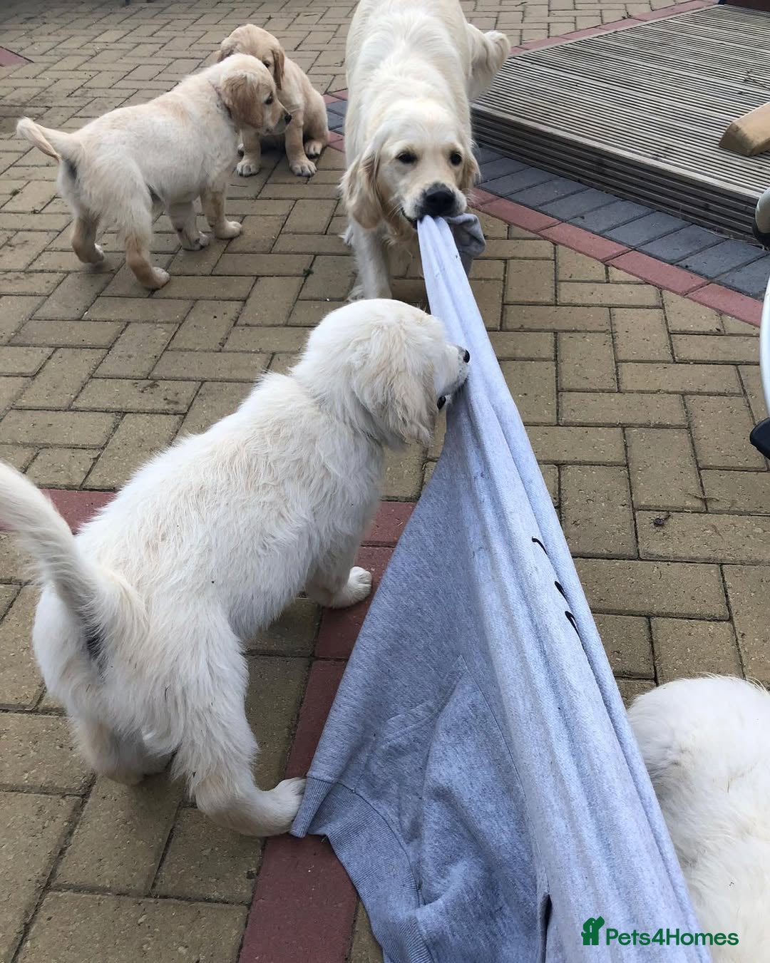 Golden Retriever dogs for sale: Looking for a Loving Home for Our Golden Retriever - Advert 6