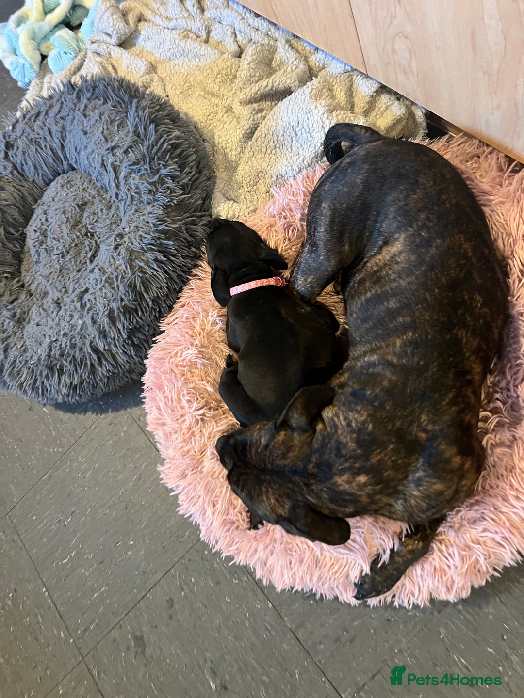 Staffordshire Bull Terrier dogs for sale: Last Stunning girl  - Image 4