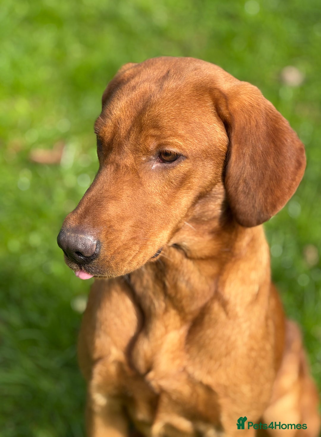 Labrador Retriever dogs for sale: Part-trained fox red Lab,FULLY HEALTH TEST PARENTS - Image 10