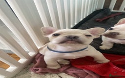 French Bulldog dogs for sale: 5 beautiful Frenchs - Image 5