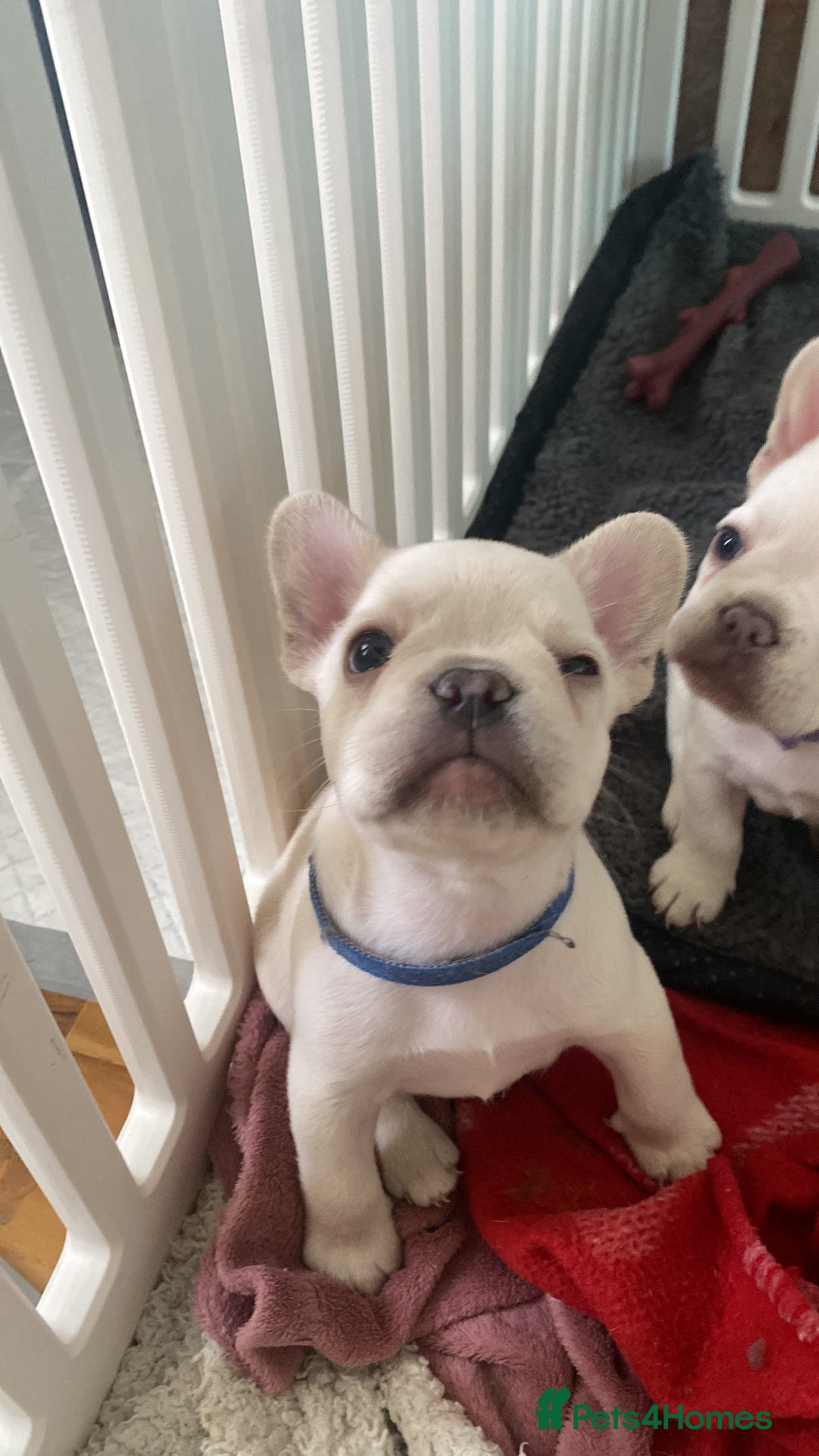 French Bulldog dogs for sale: 5 beautiful Frenchs - Image 5