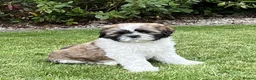 Shih Tzu dogs for sale: Full shih Tzu puppies  - Advert 2