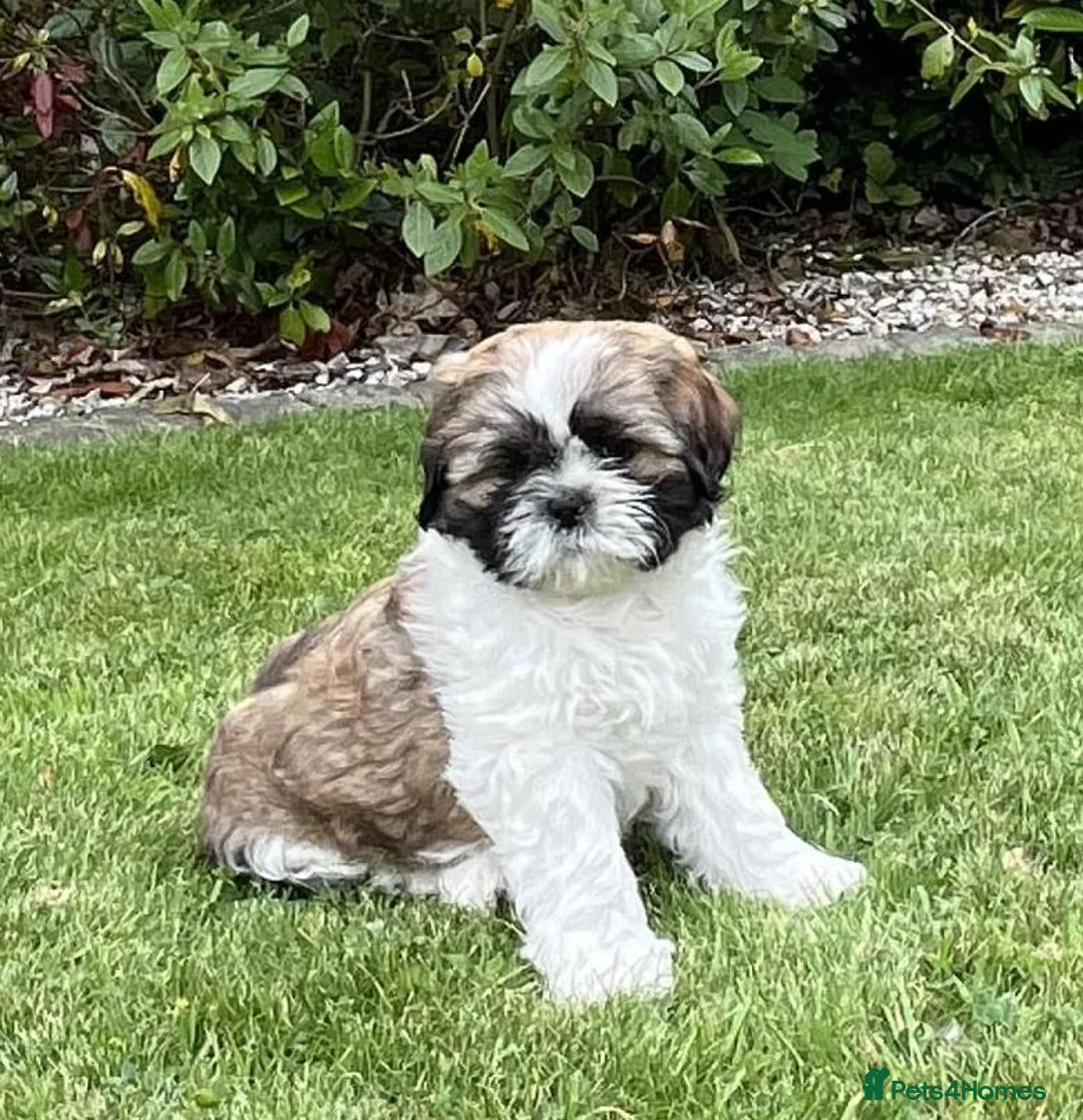 Shih Tzu dogs for sale: Full shih Tzu puppies  - Advert 2