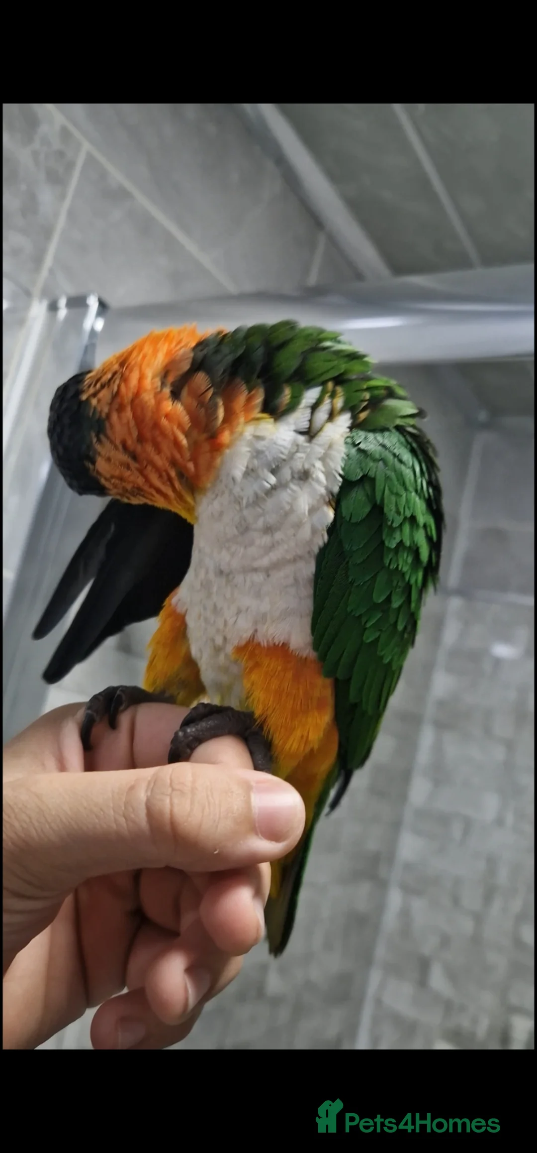 Budgerigars birds for sale: Tame caique parrot for sale - Advert 2