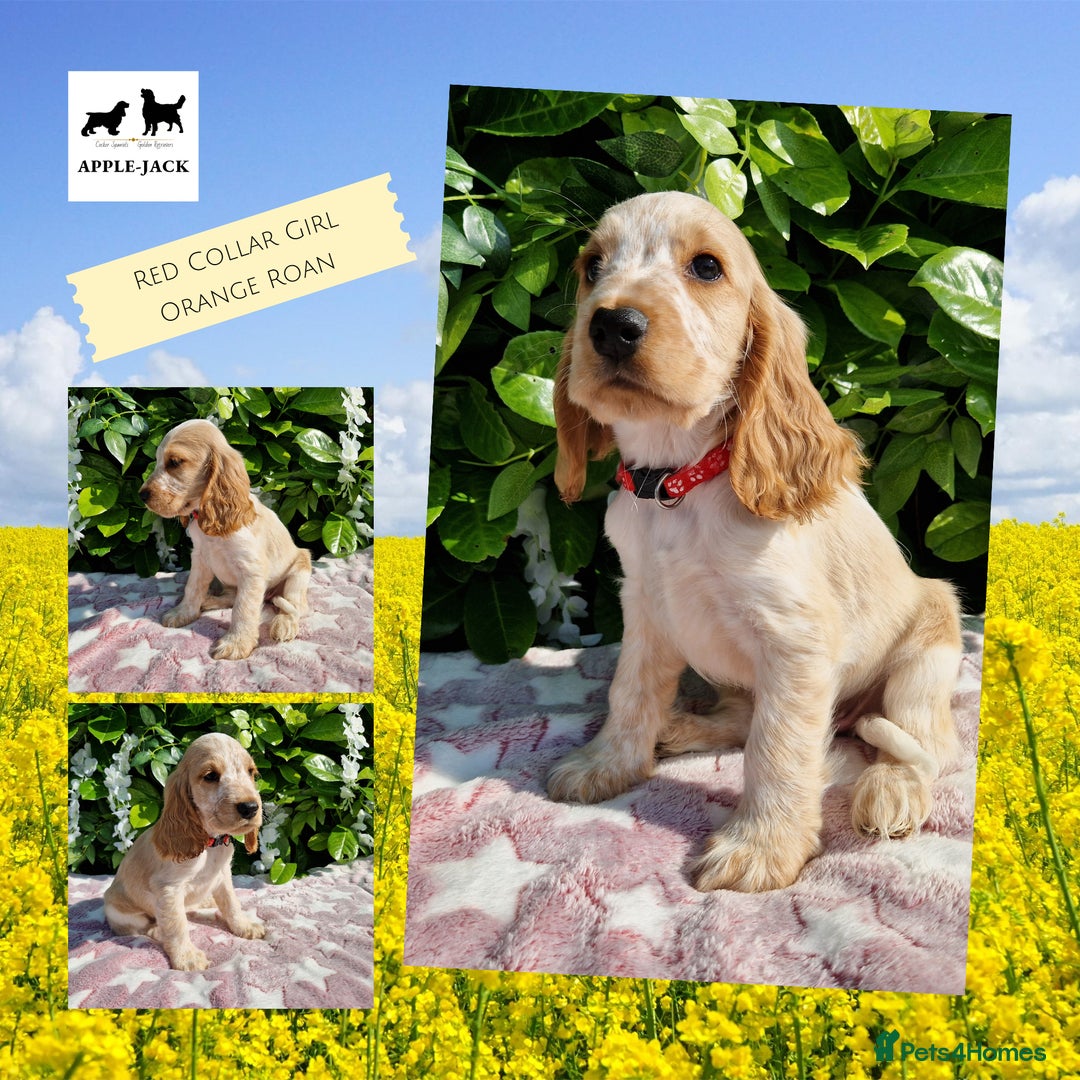 Cocker Spaniel dogs for sale: Pedigree SHOW Cocker Spaniel Puppies - Image 6
