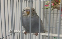 Budgerigars birds for sale: beautiful blue budgie for sale  - Image 1