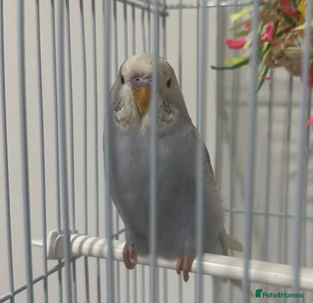 Budgerigars birds for sale: beautiful blue budgie for sale  - Image 1