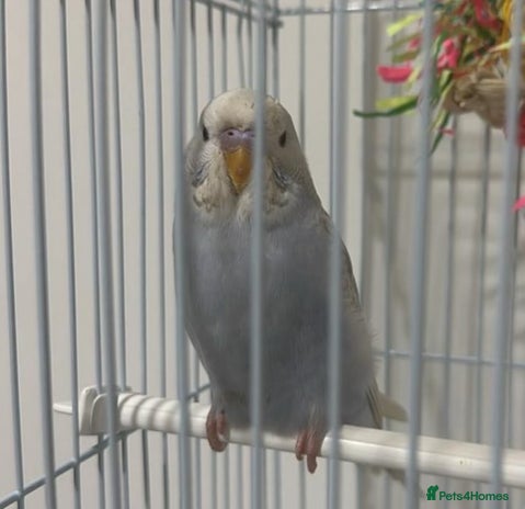 Budgerigars birds - Advert 11