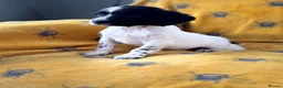 English Springer Spaniel dogs for sale: ENGLISH SPRINGER SPANIEL PUPS  - Advert 5