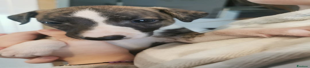 Whippet Puppy 1