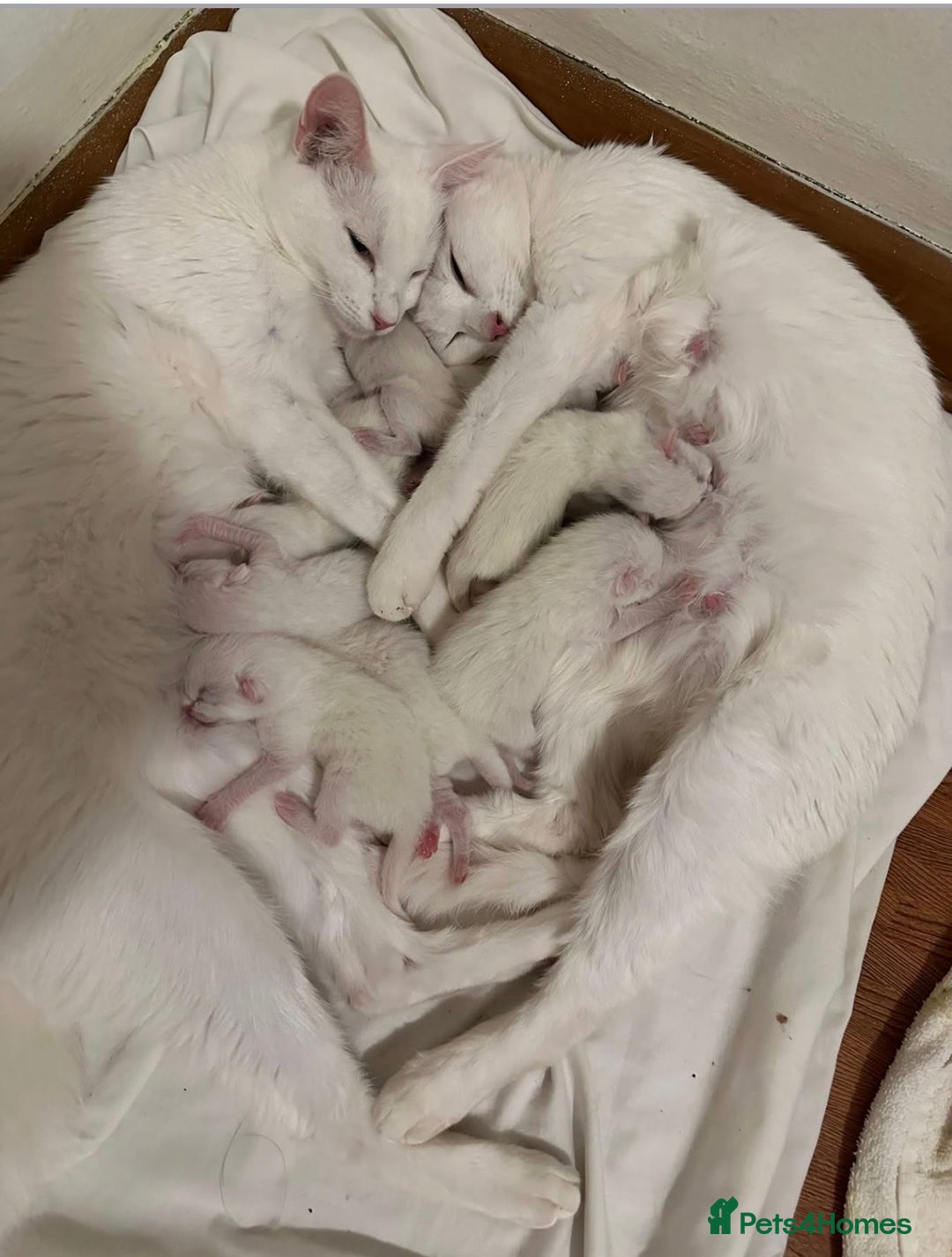 Turkish Angora cats for sale: X5 Beautiful Purebred Turkish Angora Kittens  - Advert 6