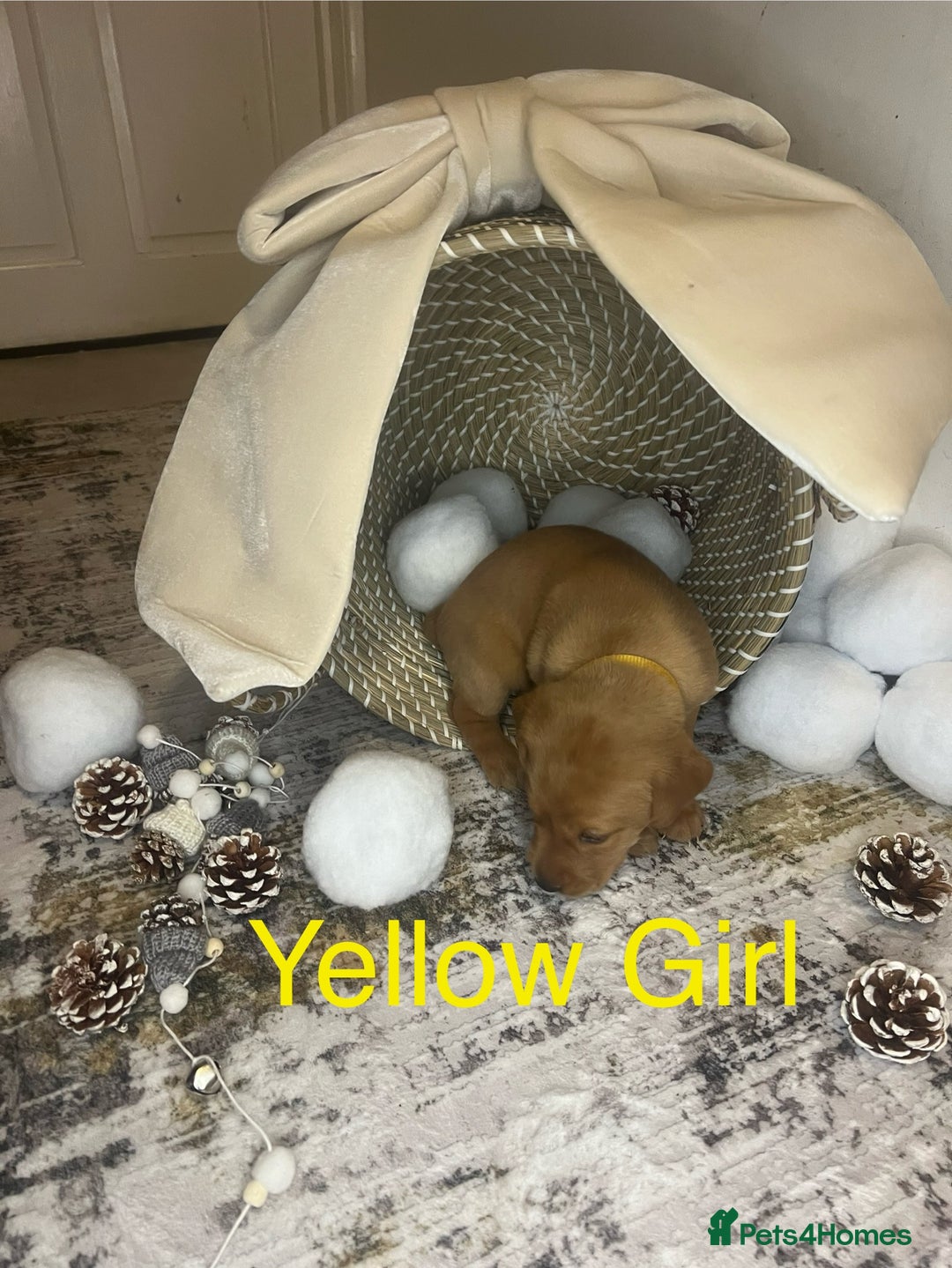 Labrador Retriever dogs for sale: Champion line KC reg dark Red Fox Yellow Labrador  - Advert 9