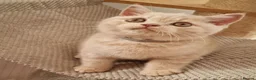 British Shorthair cats for sale: Cream British Shorthair boy  - Advert 2