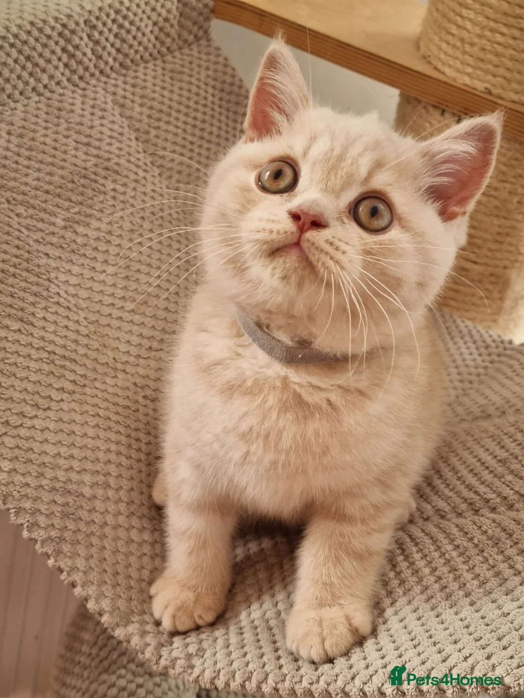 British Shorthair cats for sale: Cream British Shorthair boy  - Advert 2