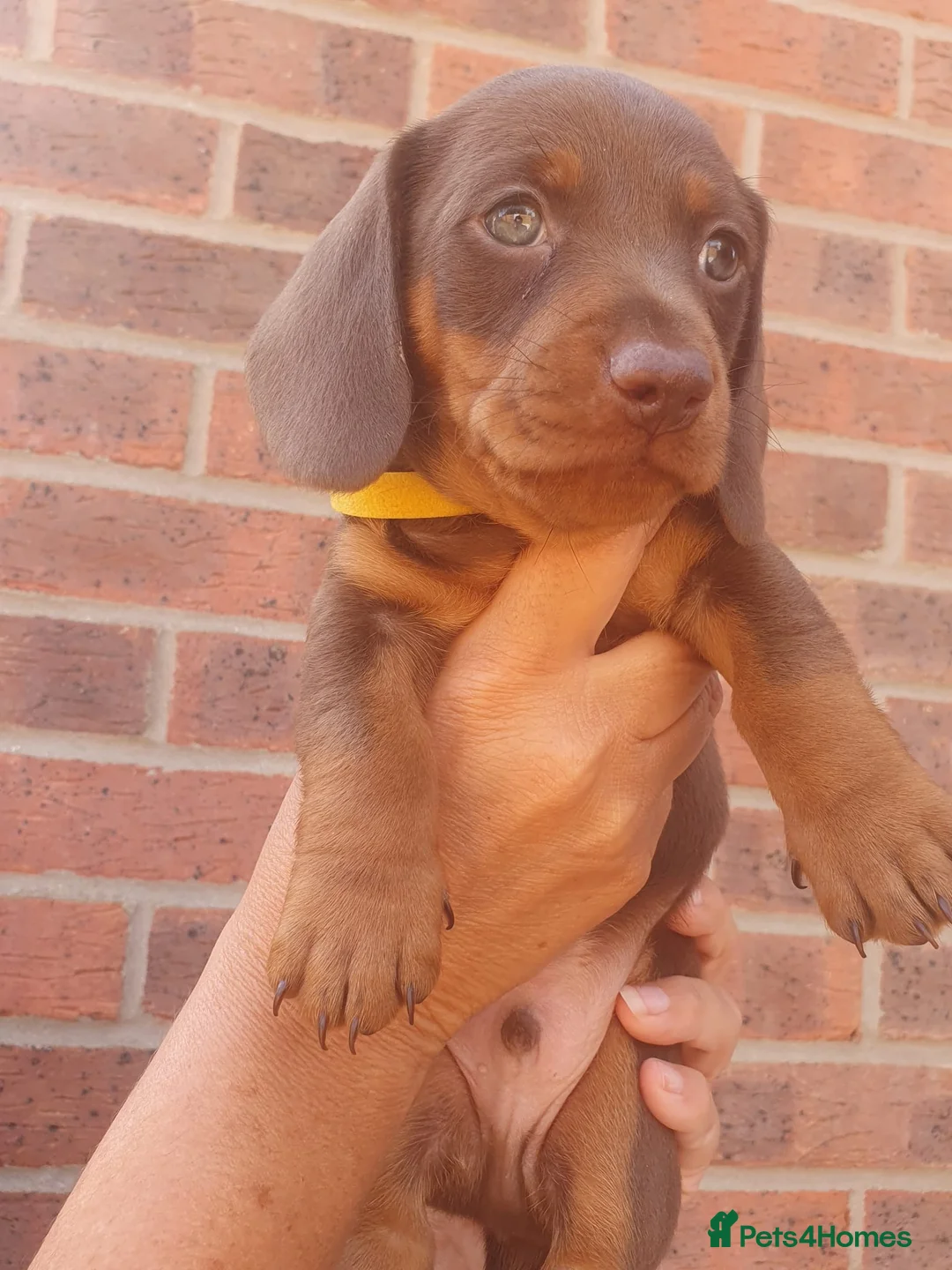 Dachshund dogs for sale: 1 Stunning Chunky female dachund left available  - Advert 26